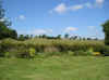 P7150014 (Small).JPG (62500 bytes)
